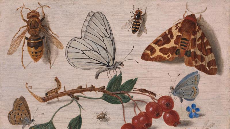 Jan van Kessel the Elder, 'Insects with Common Hawthorn and Forget-Me-Not', 1654