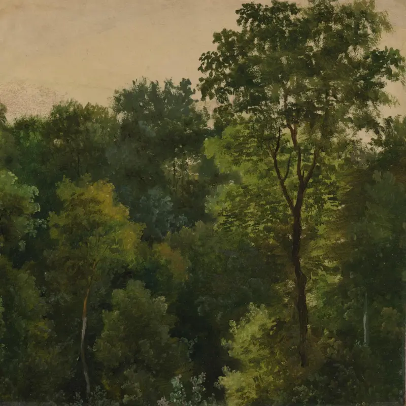 Tree study