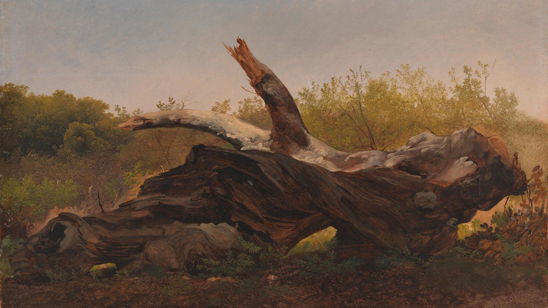 A Fallen Tree Trunk by Giovanni-Battista Camuccini