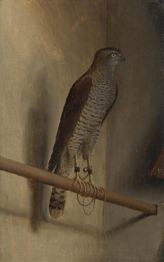 A Sparrowhawk by Jacopo de' Barbari
