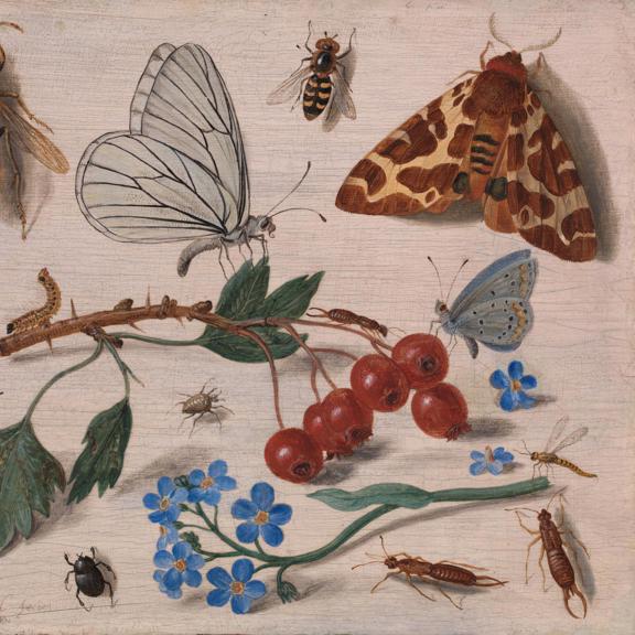 Insects with Common Hawthorn and Forget-Me-Not