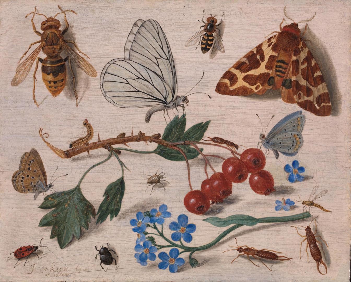 Insects with Common Hawthorn and Forget-Me-Not by Jan van Kessel the Elder