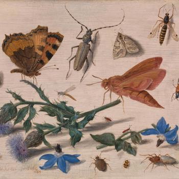 Insects with Creeping Thistle and Borage