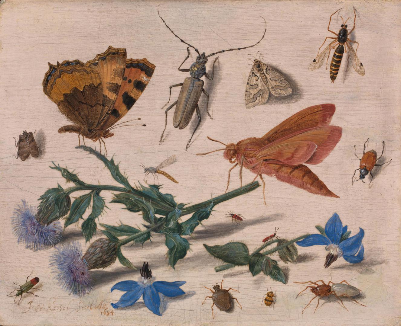 Insects with Creeping Thistle and Borage by Jan van Kessel the Elder