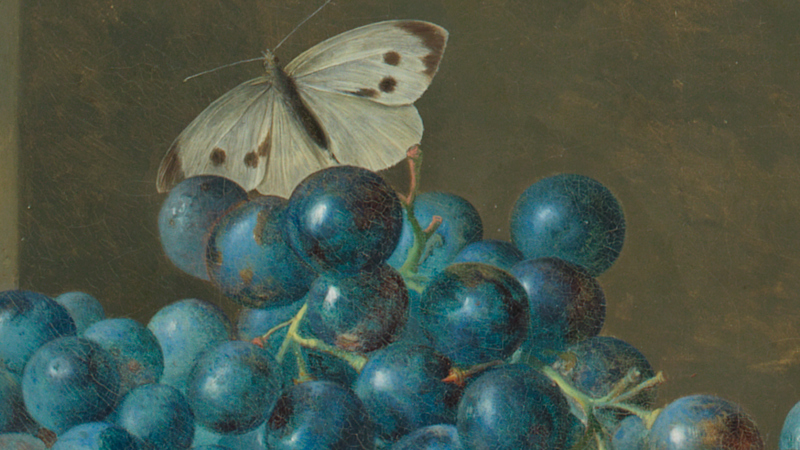 Detail of Jan van Huysum, 'Flowers in a Terracotta Vase', 1736-7. A white butterfly on grapes.