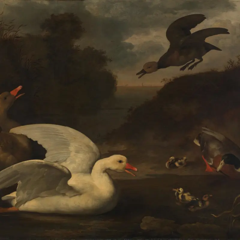 Geese and Ducks