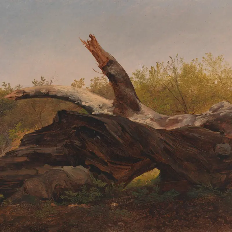 A Fallen Tree Trunk