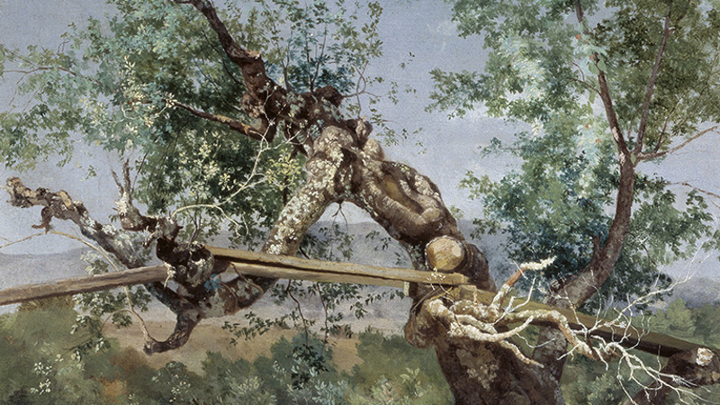 A bridge over water surrounded by a wild tree