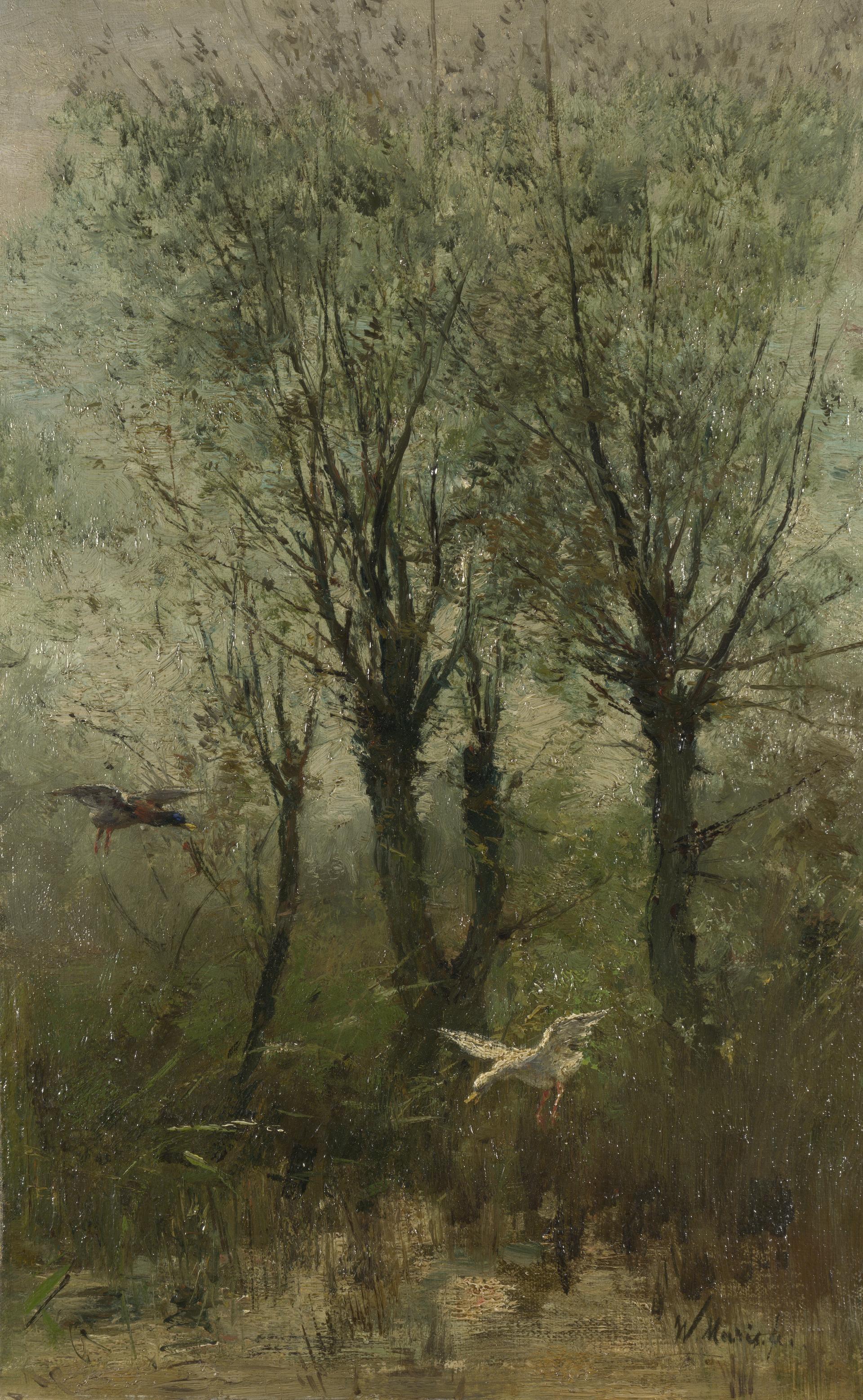 Ducks alighting on a Pool