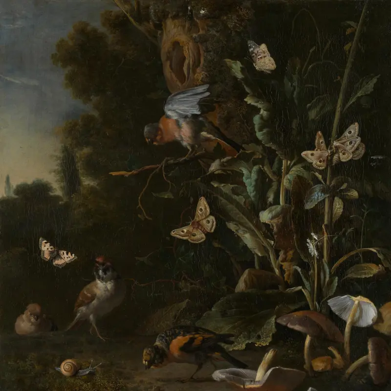 Birds, Butterflies and a Frog among Plants and Fungi