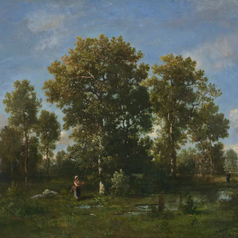 Sunny Days in the Forest