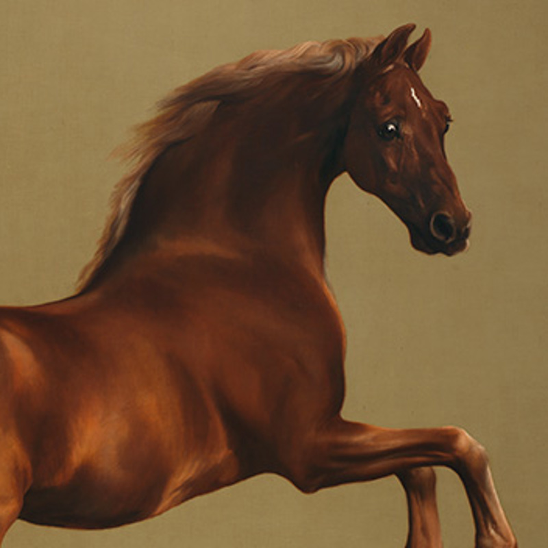 George Stubbs's 'Whistlejacket'