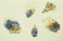 Pigment ultramatine from Madonna's blue drapery