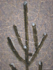 Detail from Caspar David Friedrich, 'Winter Landscape', probably 1811, Photomicrograph detail of tree