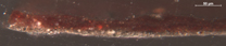 Jan van Eyck: 'Margaret, the Artist's Wife', 1439, photomicrograph of the lower edge