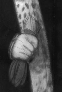 Attributed to Michiel Coxcie, 'A Man with a Skull'. Infrared reflectogram, detail of hand.