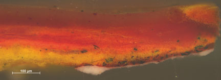 Highly magnified paint cross section of area shown in  above, revealing layer structure of red glaze paint (lake pigment) and chrome yellow underpaint