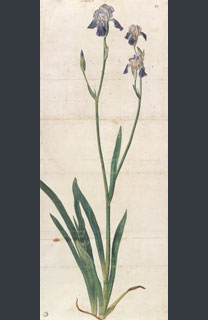 Albrecht Dürer, ‘Iris’, probably about 1503 © Kunsthalle Bremen