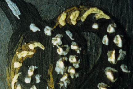fig. 3 Detail of NG6538 taken in raking light showing the pearl tassel on the tunic of Johann the Steadfast