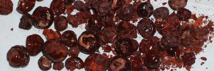 Dried insects used for making red pigment