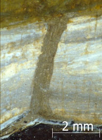 Photomicrograph detail of Raphael, 'The Madonna of the Pinks ('La Madonna dei Garofani')'