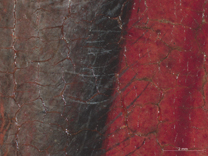 Jan van Eyck: 'Margaret, the Artist's Wife', 1439, photomicrograph of the edge of the fur