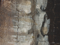 Jan van Eyck: 'Margaret, the Artist's Wife', 1439, photomicrograph of her headdress