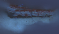 Jan van Eyck: 'Margaret, the Artist's Wife', 1439, paint cross-section from the marbled reverse. Photographed in ultraviolet light.