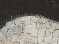 Jan van Eyck: 'Margaret, the Artist's Wife', 1439, photomicrograph of her headdress