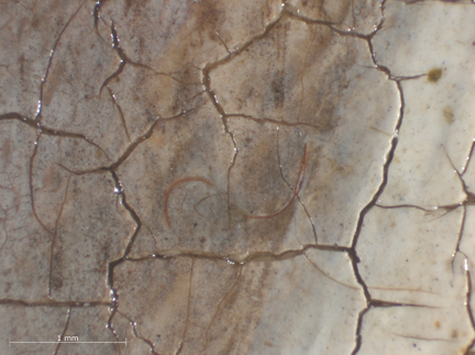 Jan van Eyck: 'Margaret, the Artist's Wife', 1439, photomicrograph of the fur lining