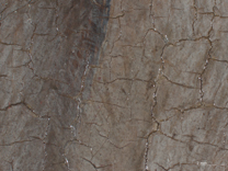 Jan van Eyck: 'Margaret, the Artist's Wife', 1439, photomicrograph of the fur