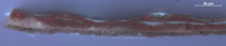 Jan van Eyck: 'Margaret, the Artist's Wife', 1439, Upper part of a paint cross-section taken from the red dress at the lower edge. Photographed in ultraviolet light.