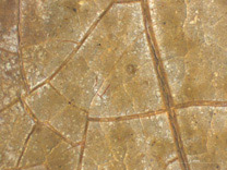 Photomicrograph detail from Johannes Vermeer, 'A Young Woman seated at a Virginal', about 1670-2