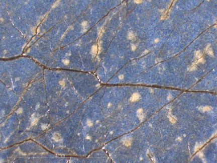 Photomicrograph of NG1383